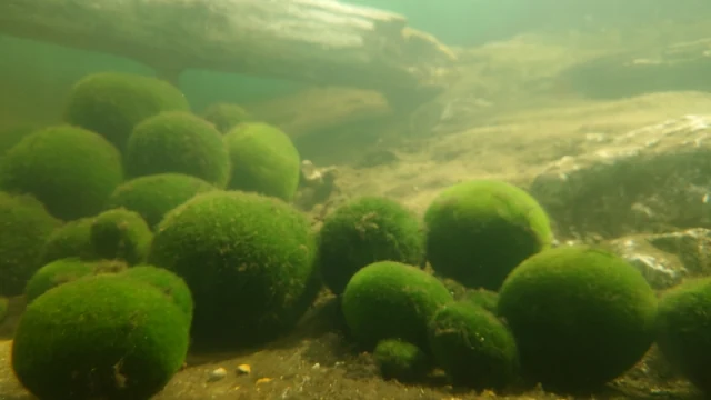 阿寒湖のマリモ
